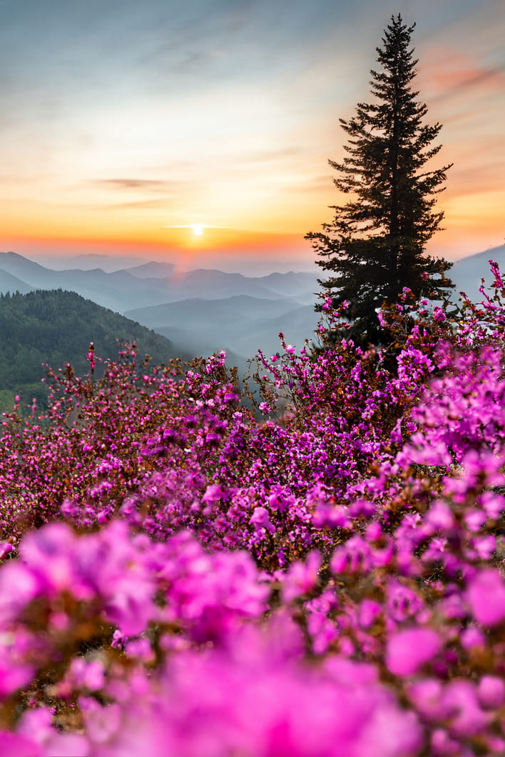 Майские Алтайские